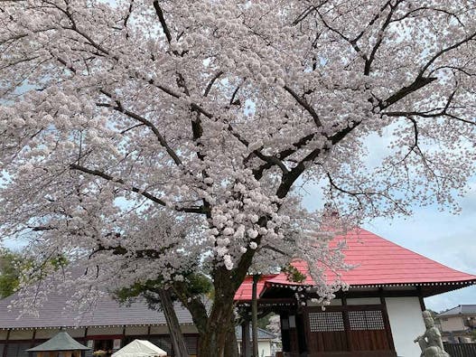 あきる野 西光寺フラワージュ