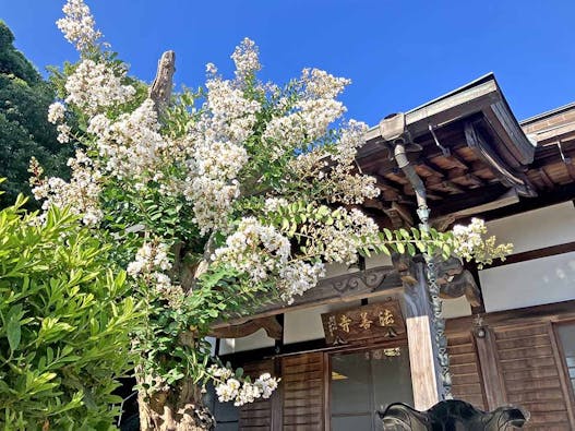 藤沢樹木葬墓地