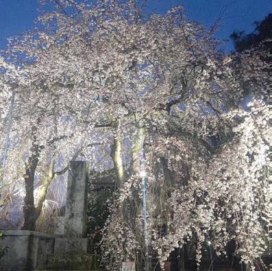 栃木 妙唱寺アルヴェアージュ