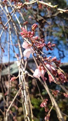 栃木 妙唱寺アルヴェアージュ