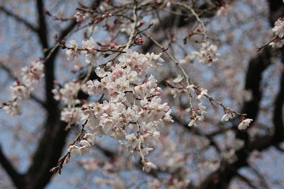 栃木 妙唱寺アルヴェアージュ