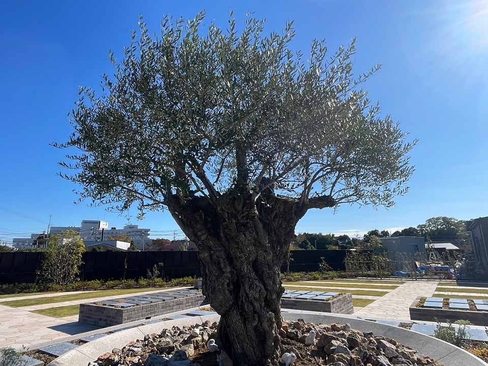 オリーブGardenユーカリ