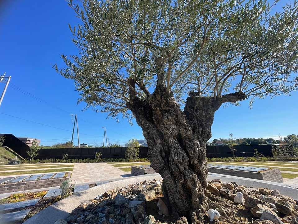 オリーブGardenユーカリ