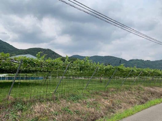 大平ぶどうの森 樹木葬墓地