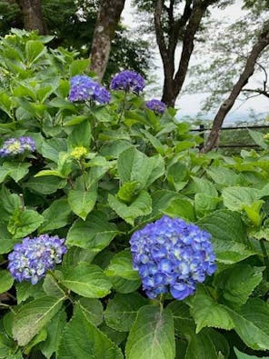 大平ぶどうの森 樹木葬墓地