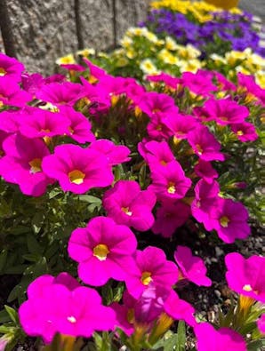 京都南大霊園 樹木葬