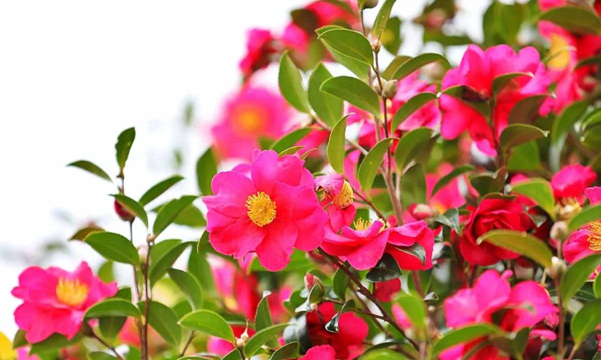 名古屋守山霊園 浄土院 境内風景