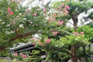 名古屋守山霊園 浄土院 境内風景
