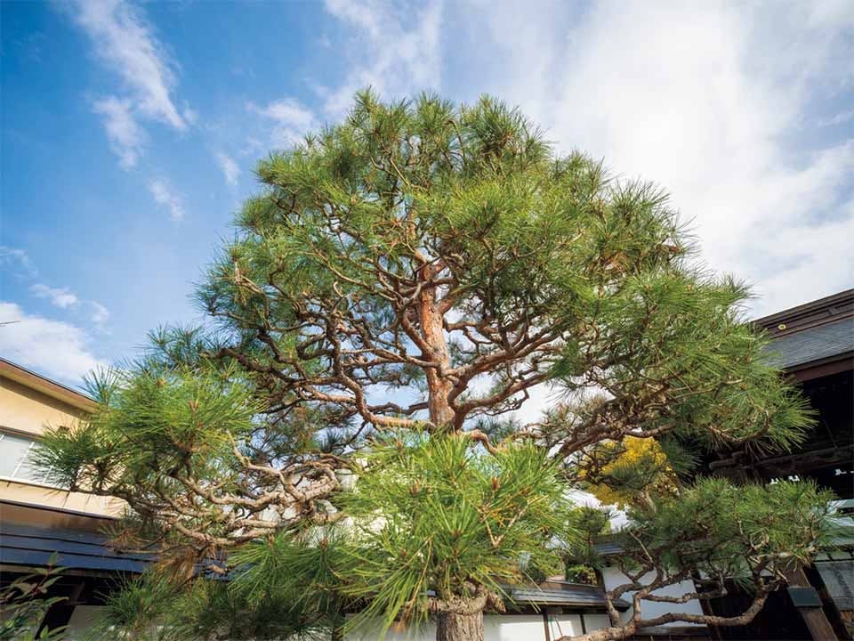 山形浄園　明善寺