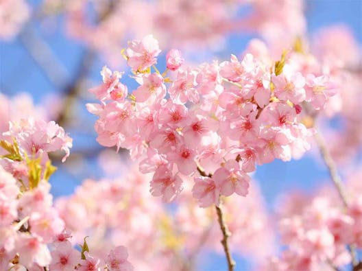 山形浄園 明善寺
