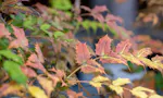 和歌山霊園 高野寺 境内