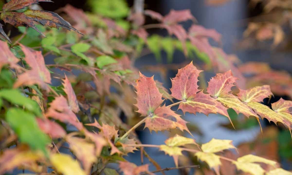 和歌山霊園 高野寺