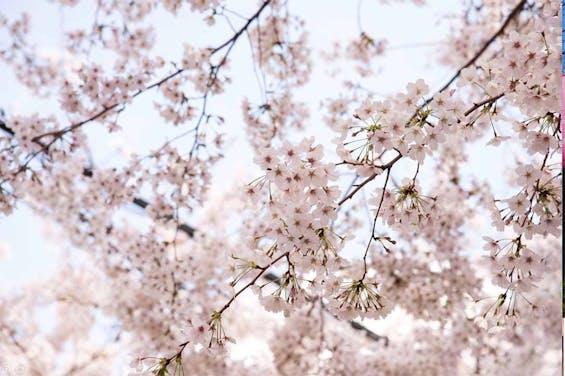駒込サクラテラス霊園 西福寺