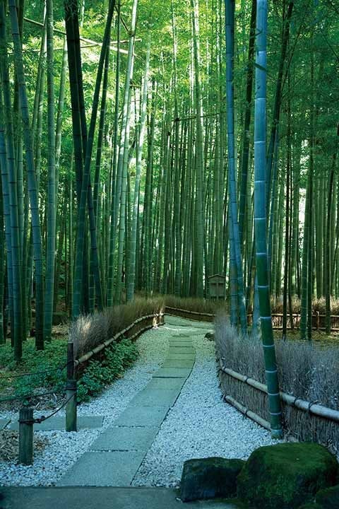 報国寺　樹木葬