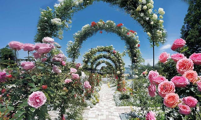 野田ほたるローズガーデン