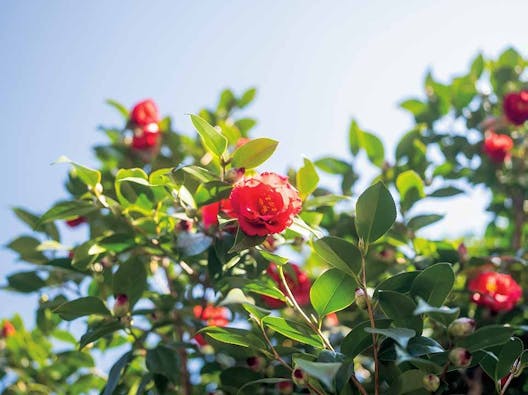 小石川霊園 善光寺