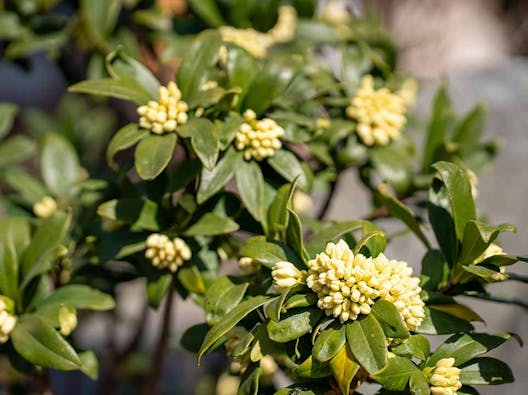 小石川霊園 善光寺