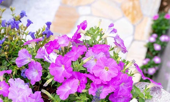 森林公園昭和浄苑 本堂収骨付き藤と桜の樹木葬