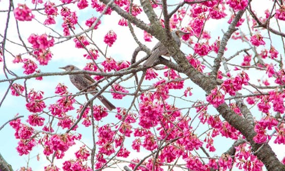 長安寺 永代供養墓・樹木葬