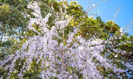 太田霊園 霊雲寺
