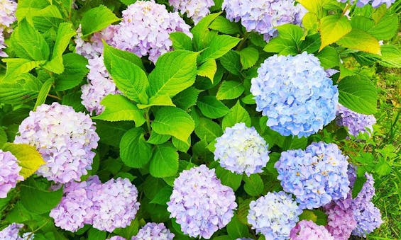 太田霊園 霊雲寺