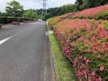 東京多摩霊園 樹木葬 周回道路とサツキ