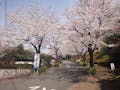東京多摩霊園 樹木葬 入り口から続く桜並木