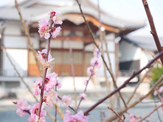 観音寺さくら廟