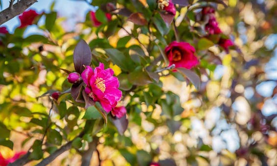 定泰寺樹木葬「縁」