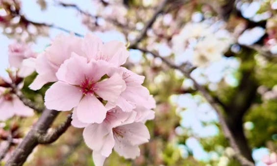 荒川霊園 華蔵院