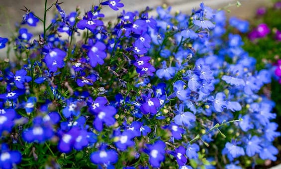 荒川霊園 華蔵院