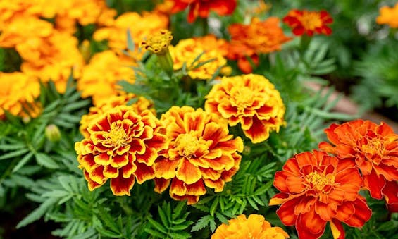 荒川霊園 華蔵院