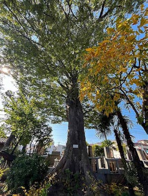 実正寺樹木葬「光照樹園」