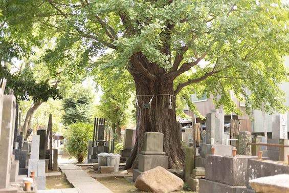 つむぎの森・幸國寺樹木葬