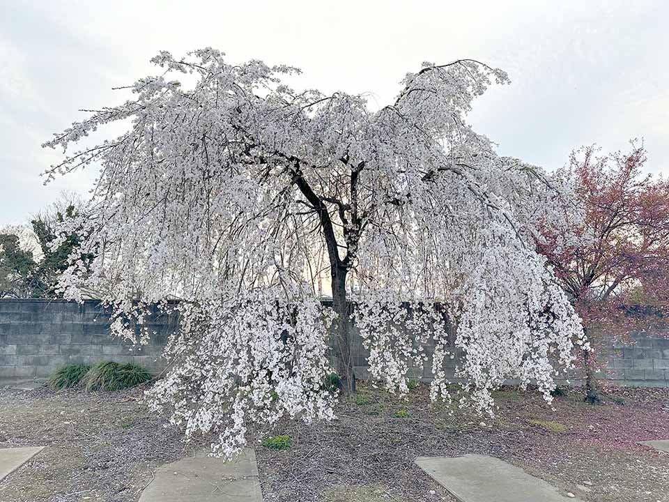 深谷市樹木葬墓「えにし」 境内