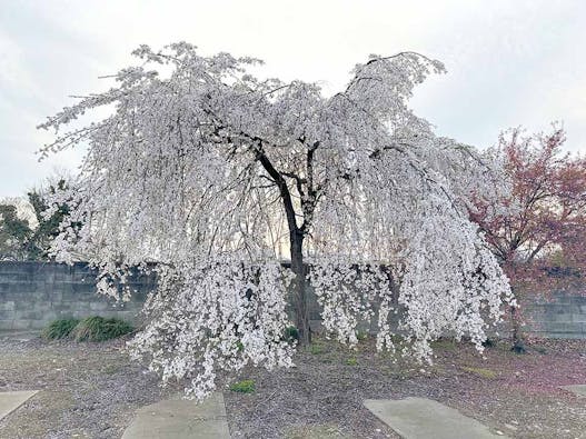 深谷市樹木葬墓「えにし」