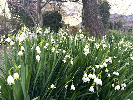 深谷市樹木葬墓「えにし」