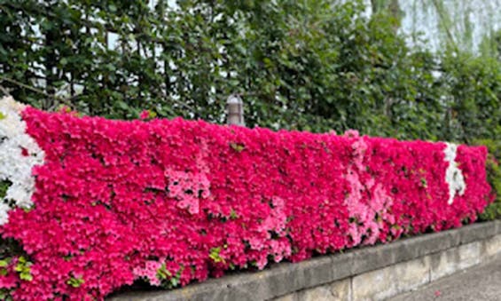 朝日墓苑 樹木葬 永代供養墓