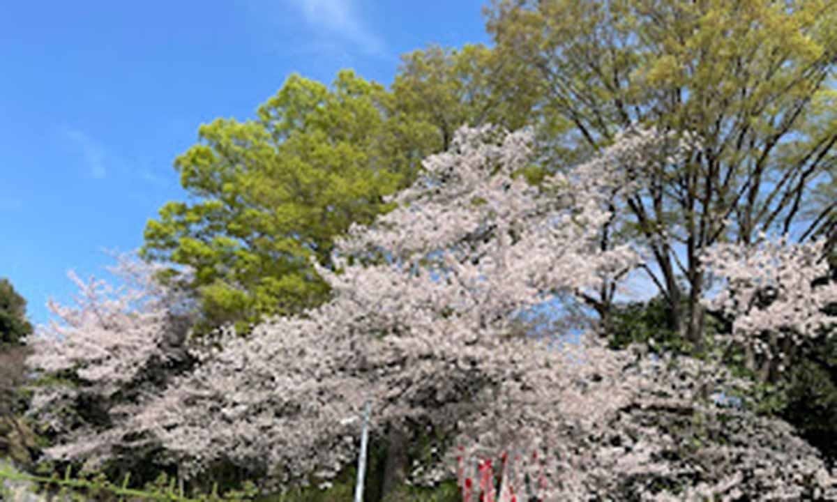 朝日墓苑　樹木葬　永代供養墓 管理寺院（法性寺）の風景