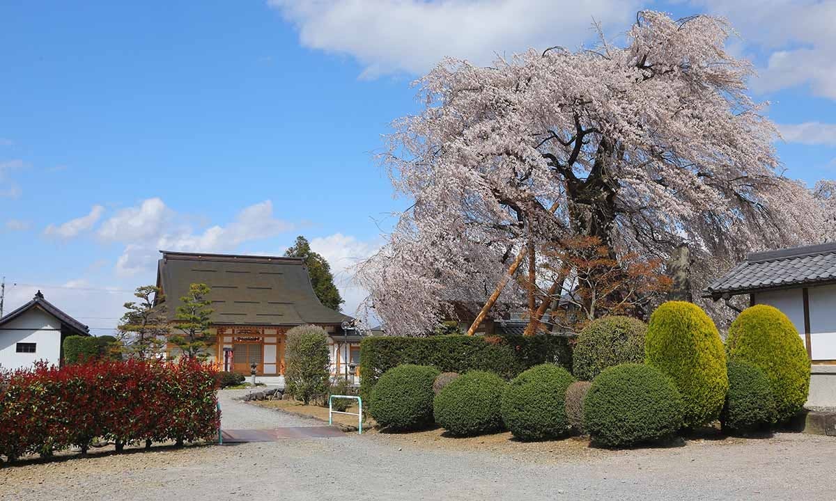 花もみじ 須坂