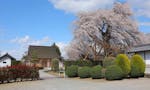 花もみじ 須坂