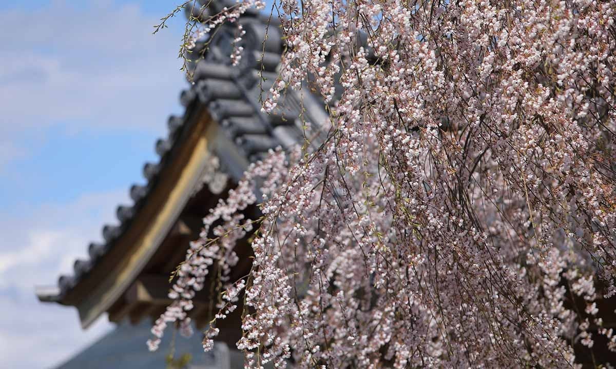 花もみじ 須坂