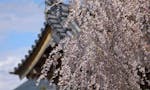 花もみじ 須坂