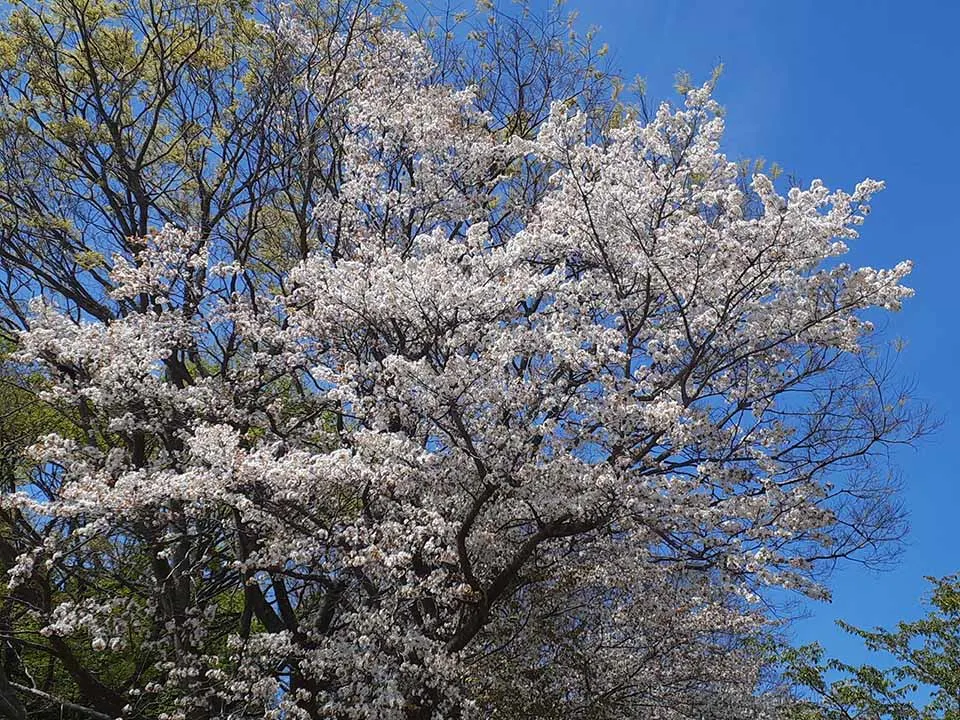 メモリーガーデンさくらの園霊園