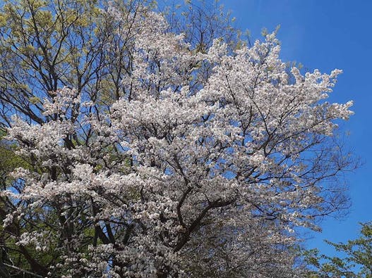 メモリーガーデンさくらの園霊園