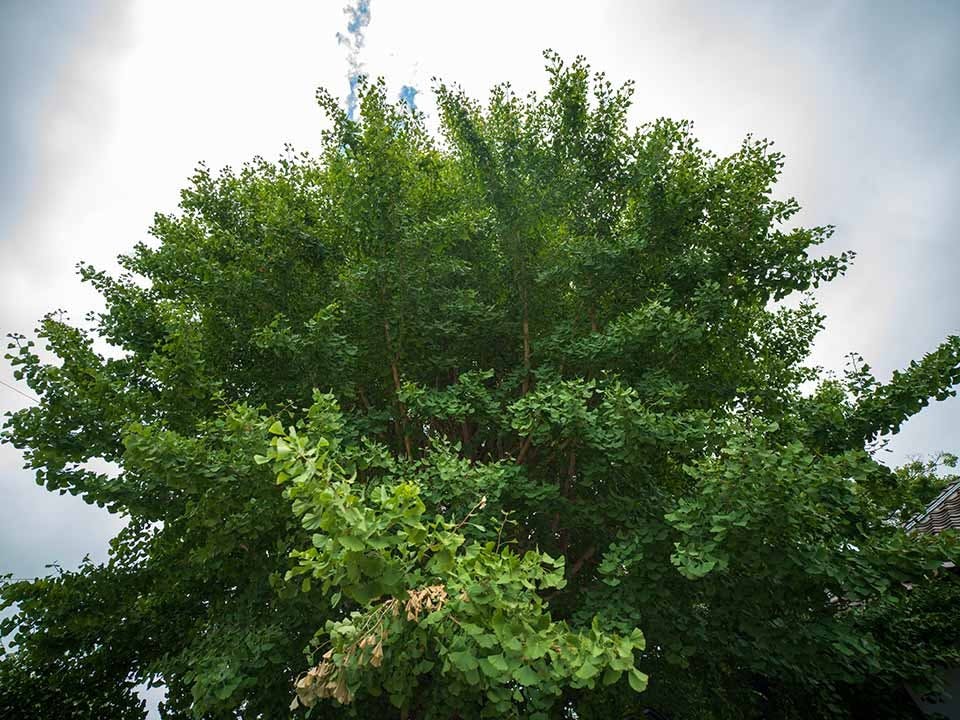 会津若松霊園 威徳院