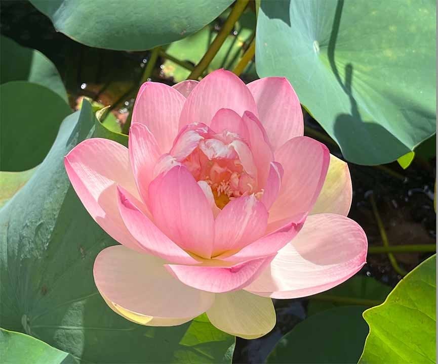 会津若松霊園 威徳院 蓮