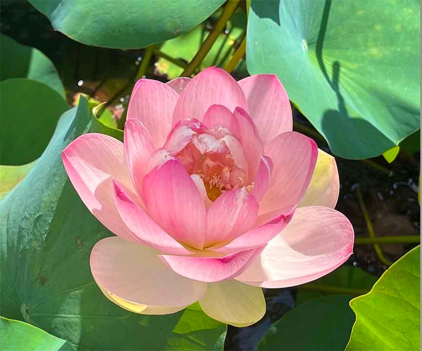 会津若松霊園 威徳院