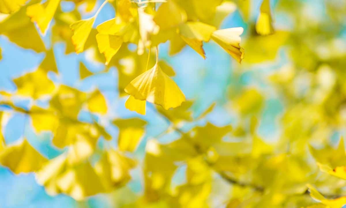 会津若松霊園 威徳院