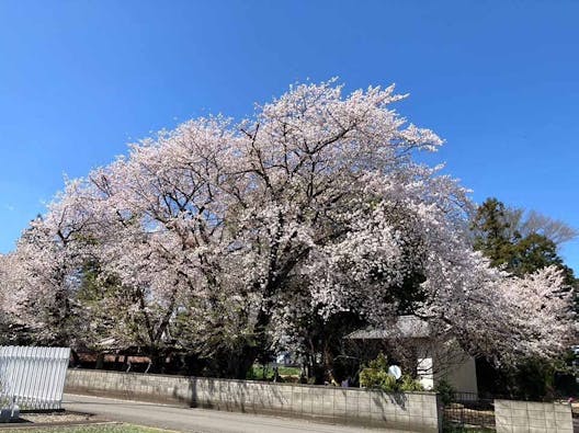 増國寺 樹木葬墓【桜雲】
